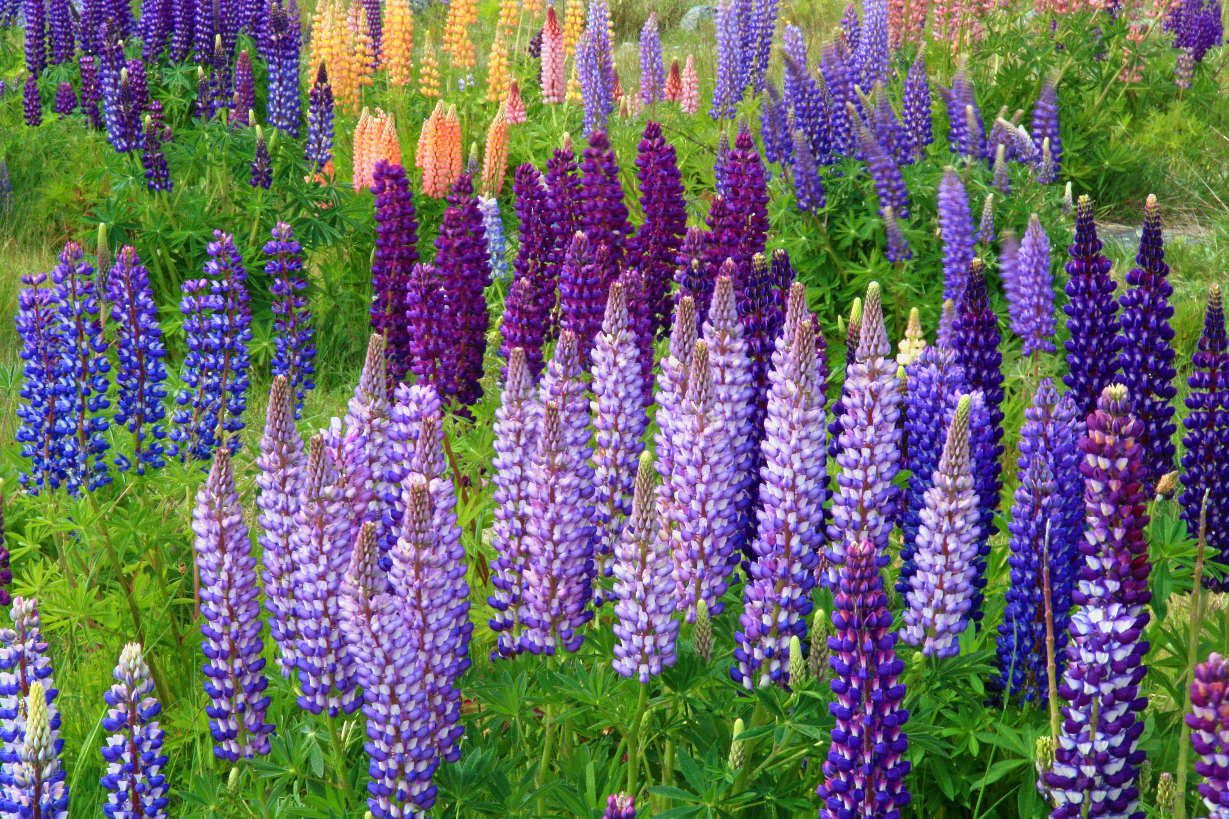 purple and orange flower field