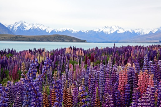 new zealand itinerary