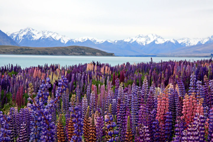 New Zealand Digital Nomad Visa: Requirements and How To Apply