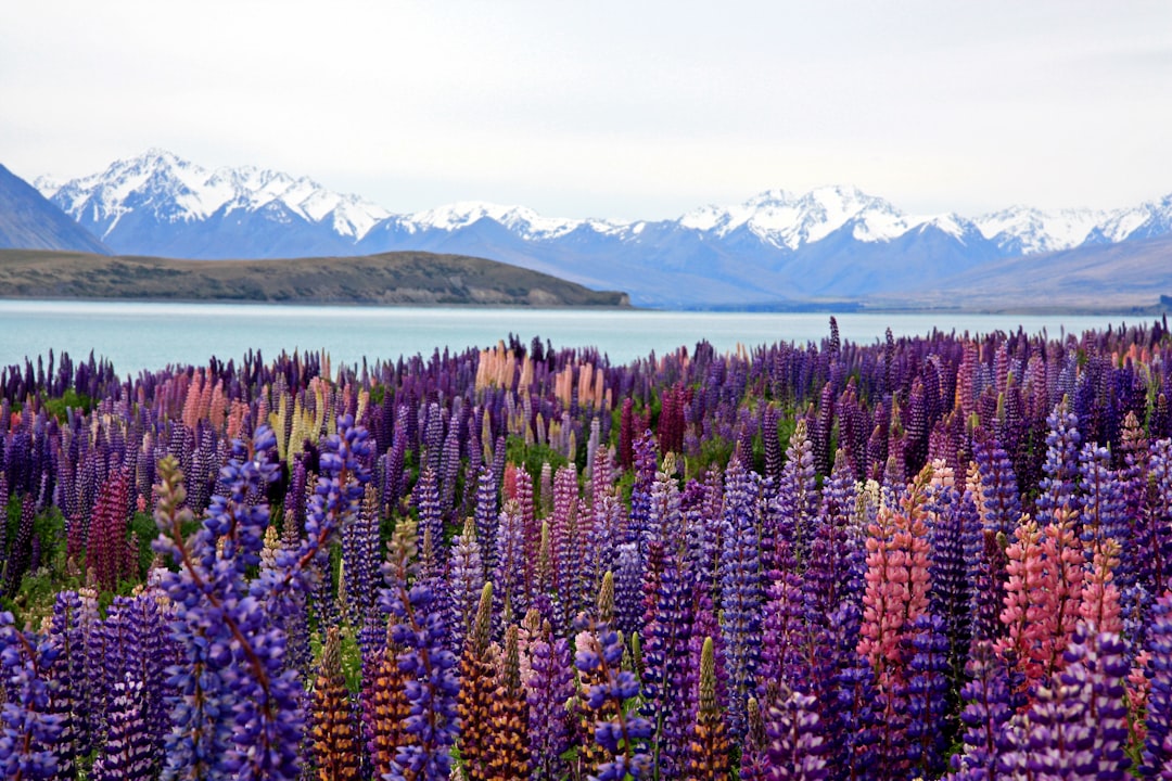 Choose Your Own Kiwi Adventure: Top Tips for an Epic New Zealand Tr… — Choose Your Own Kiwi Adventure