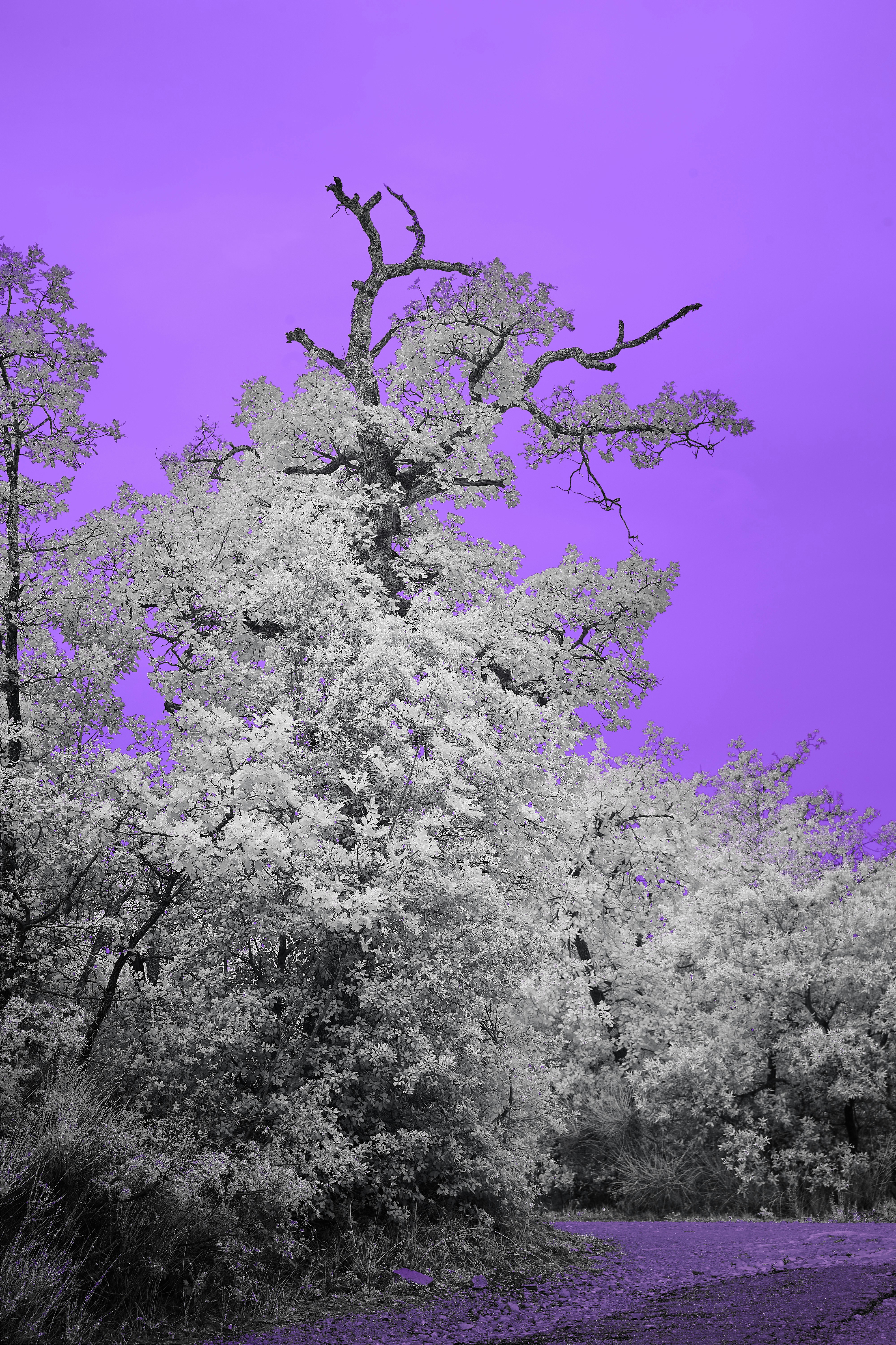 Photo by wolfgang_hasselmann