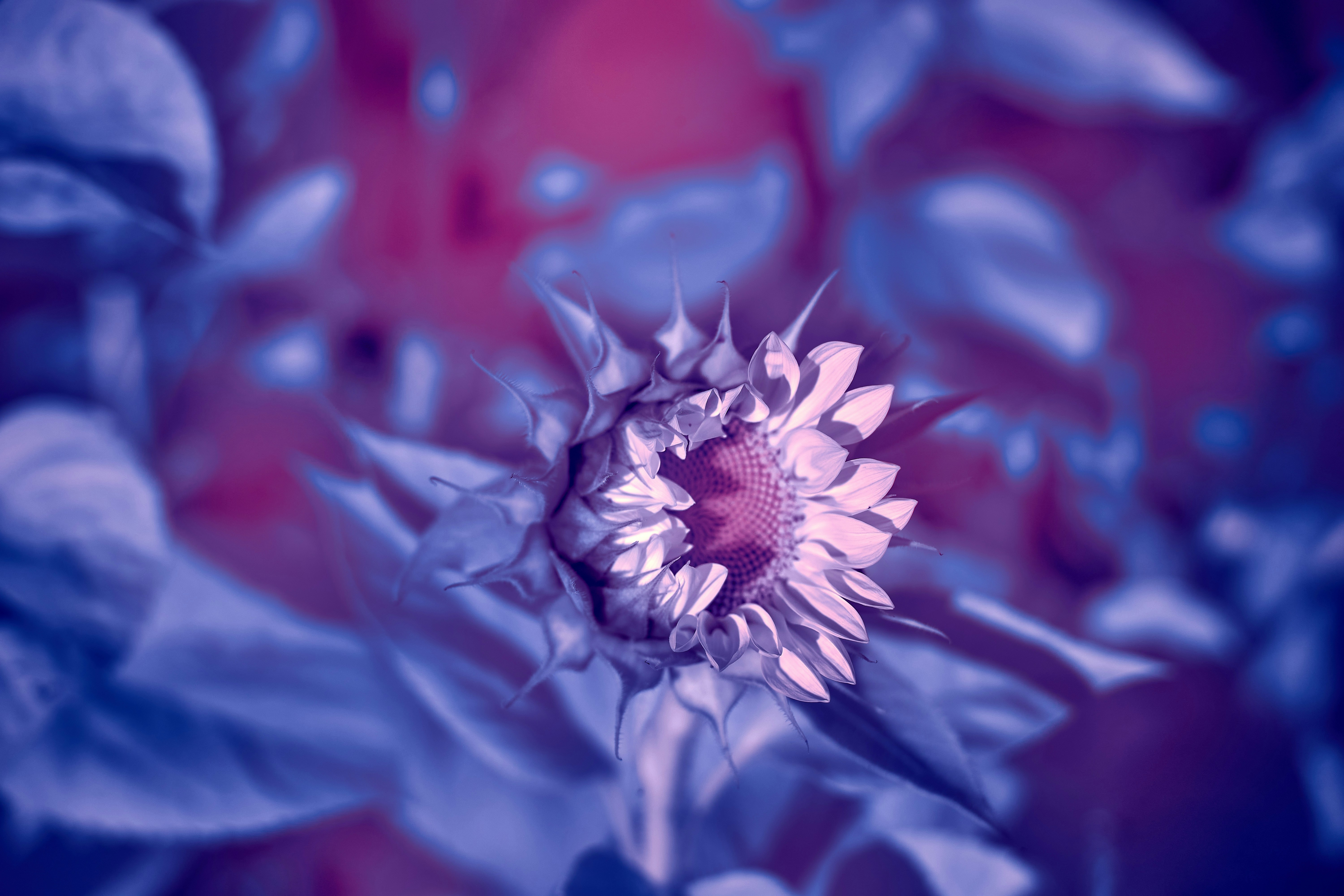 Photo by wolfgang_hasselmann