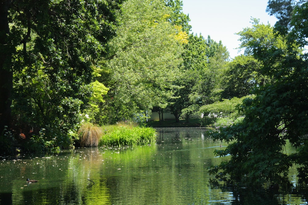 green trees beside river during daytime