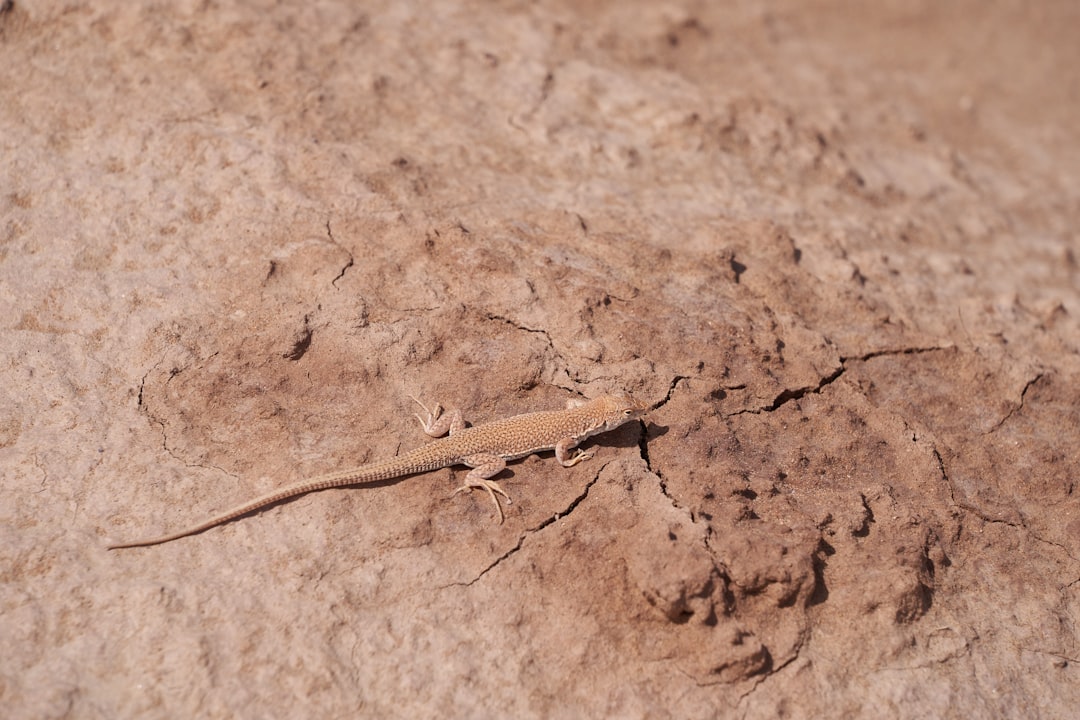 brown and black lizard on brown soil