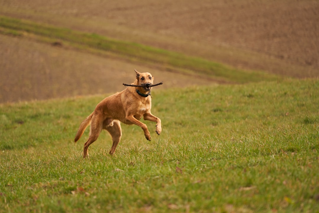 brown short coated dog running on green grass field during daytime