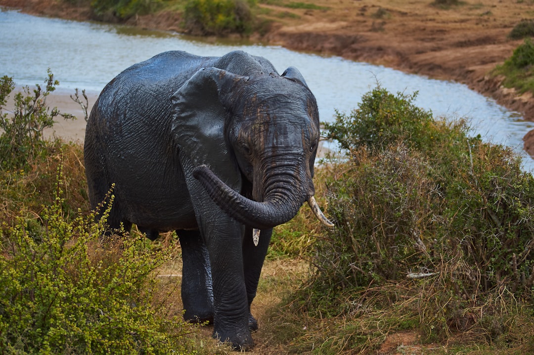 black elephant on green grass during daytime