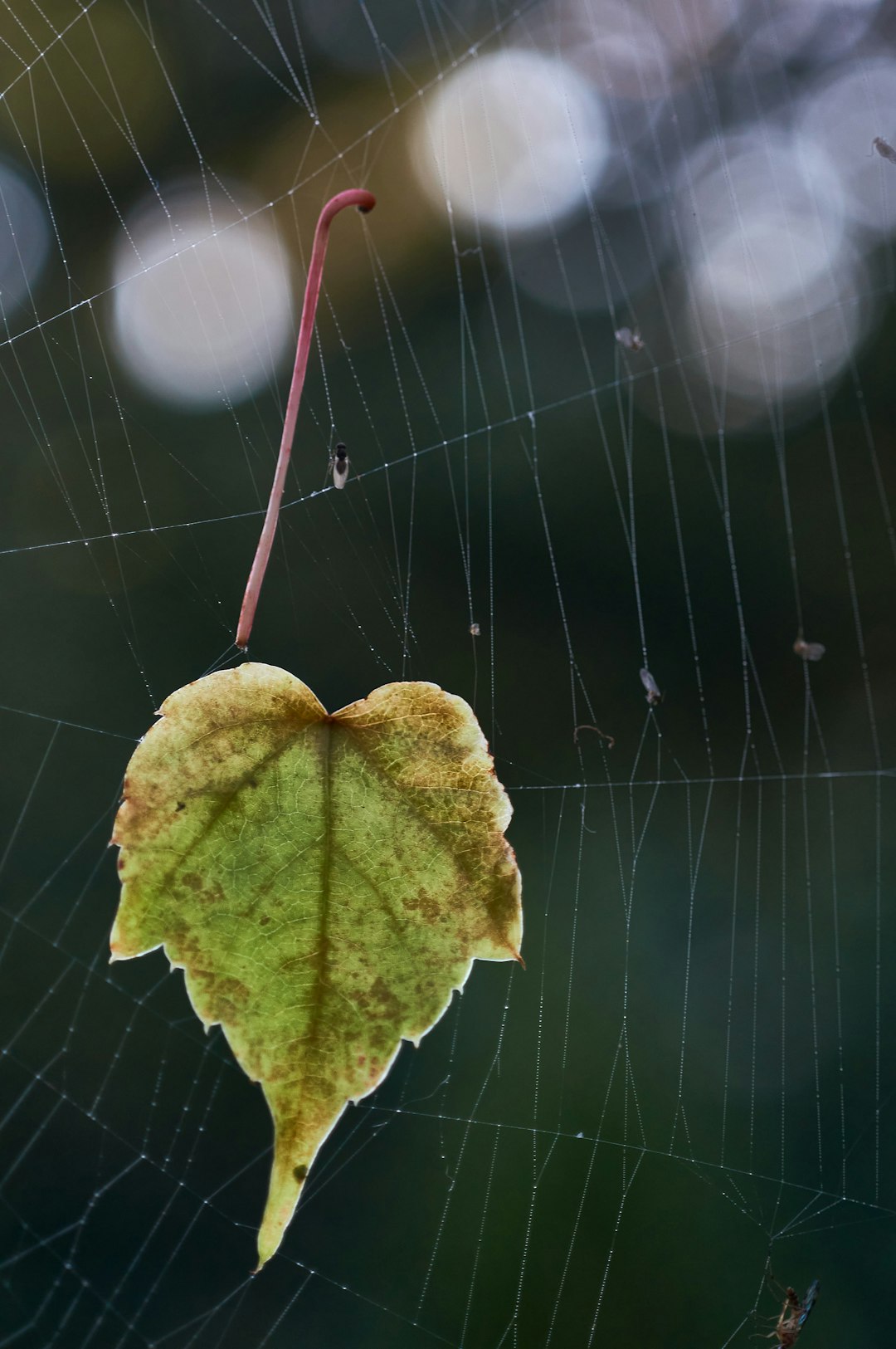 yellow leaf on spider web