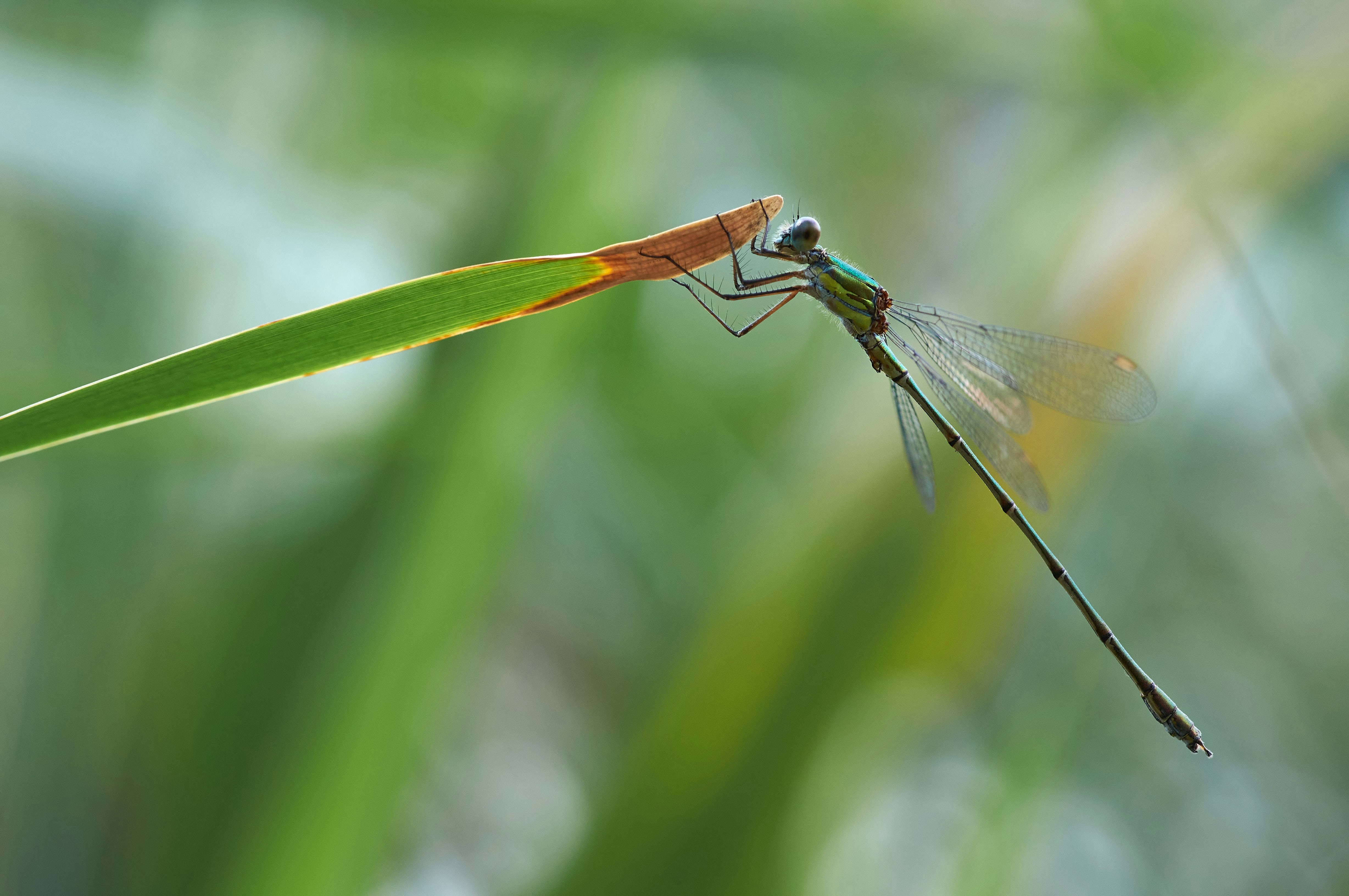 Photo by wolfgang_hasselmann