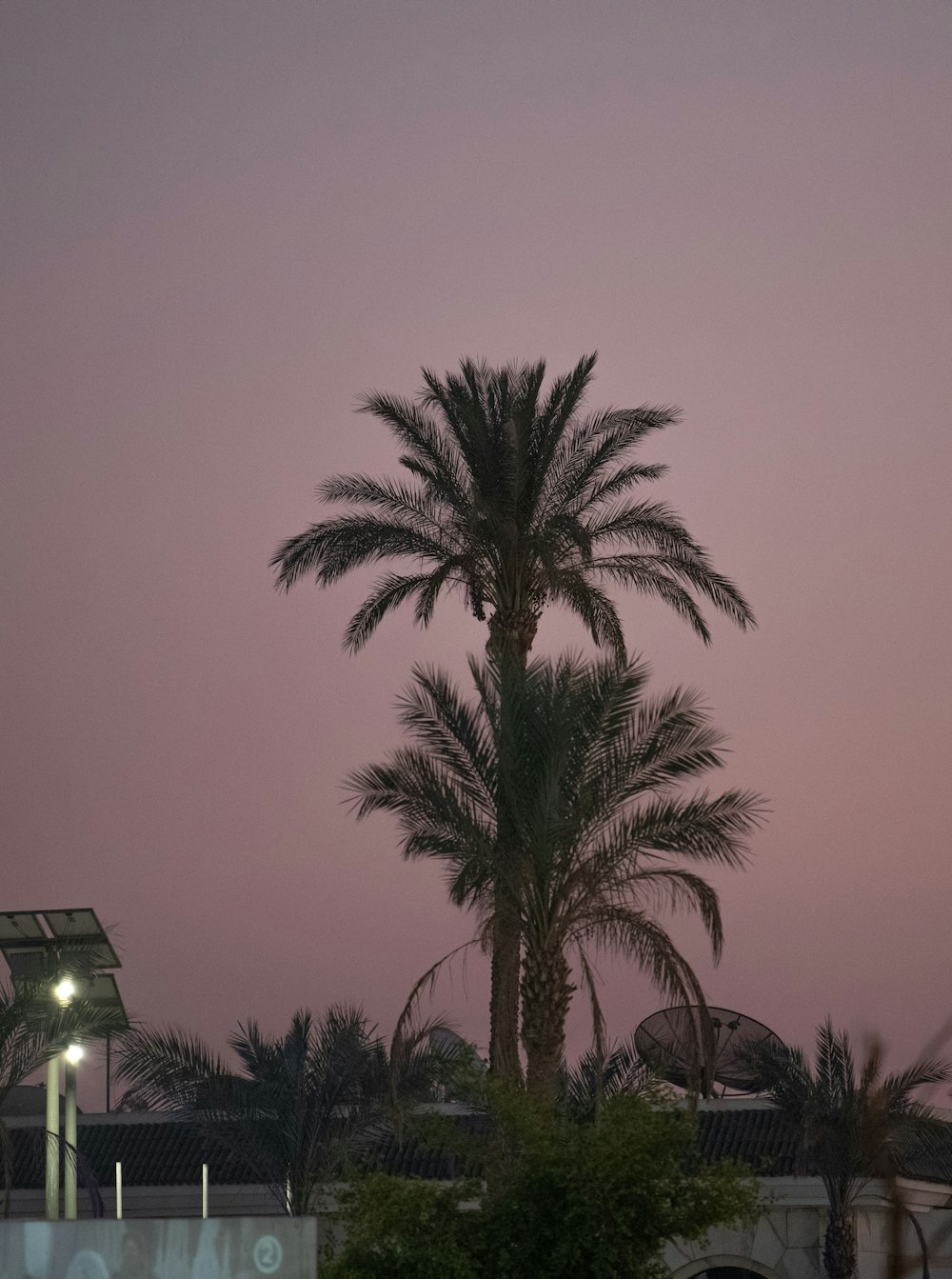 palm tree near building during night time