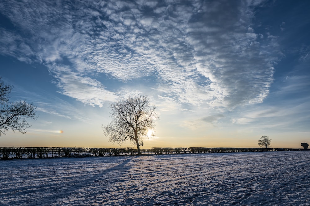 leafless tree on snow covered ground under blue and white cloudy sky during daytime
