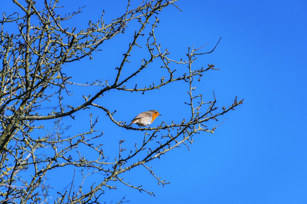 brown bird on brown tree branch during daytime