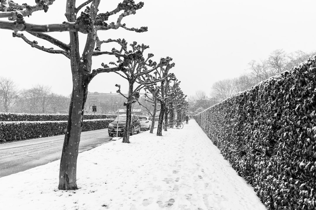 grayscale photo of trees on snow covered ground