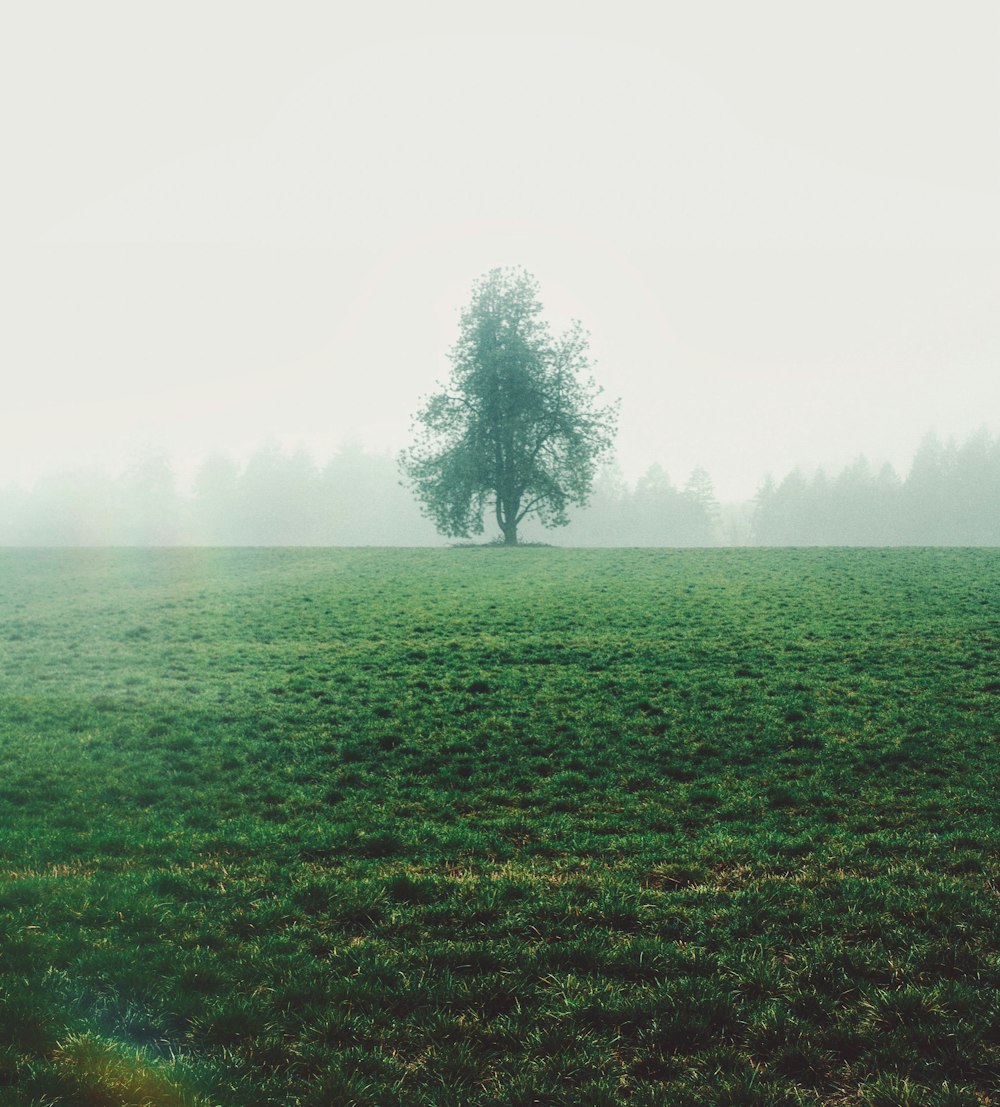 green grass field with trees