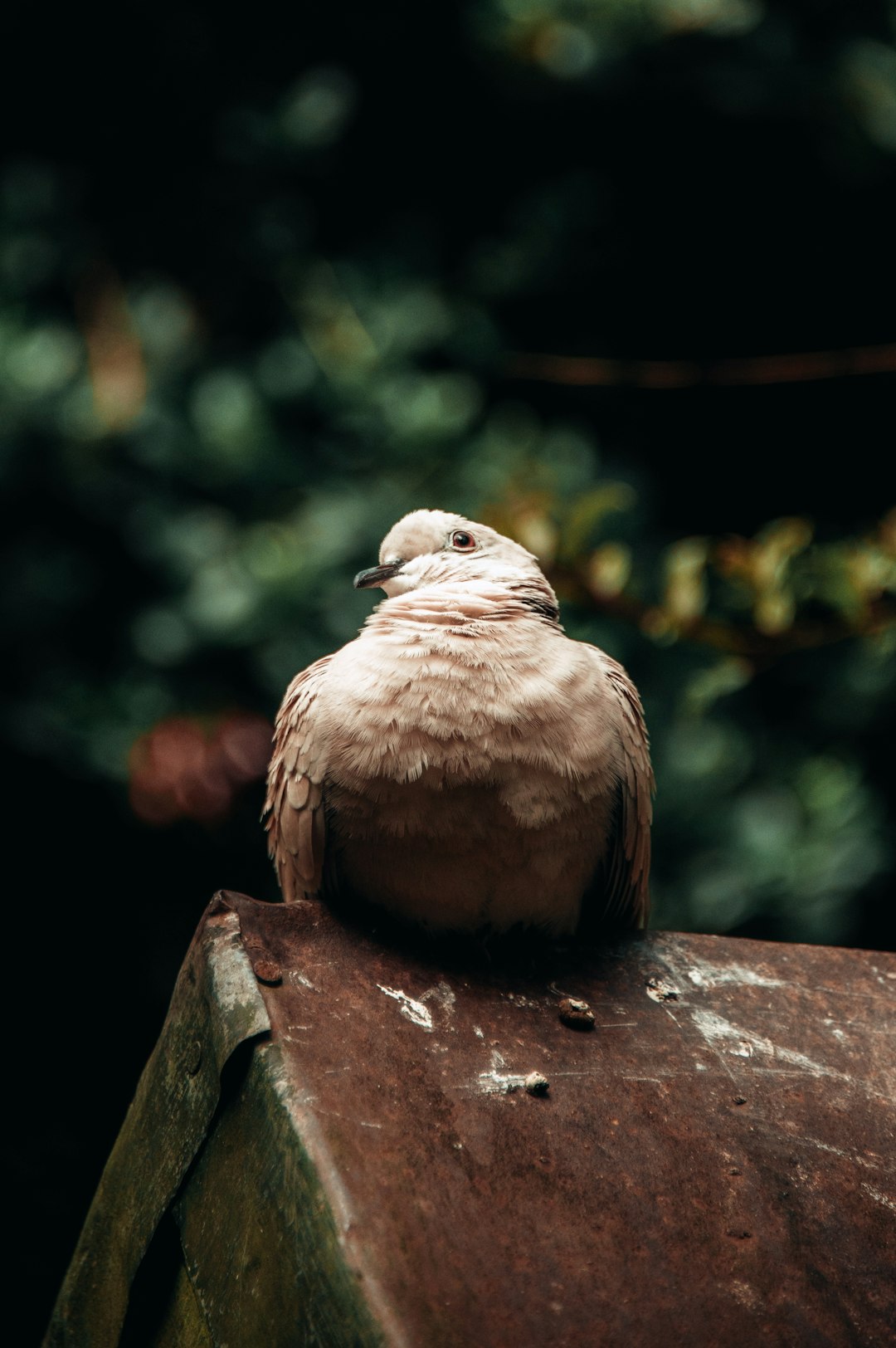 brown and white bird on brown wooden table