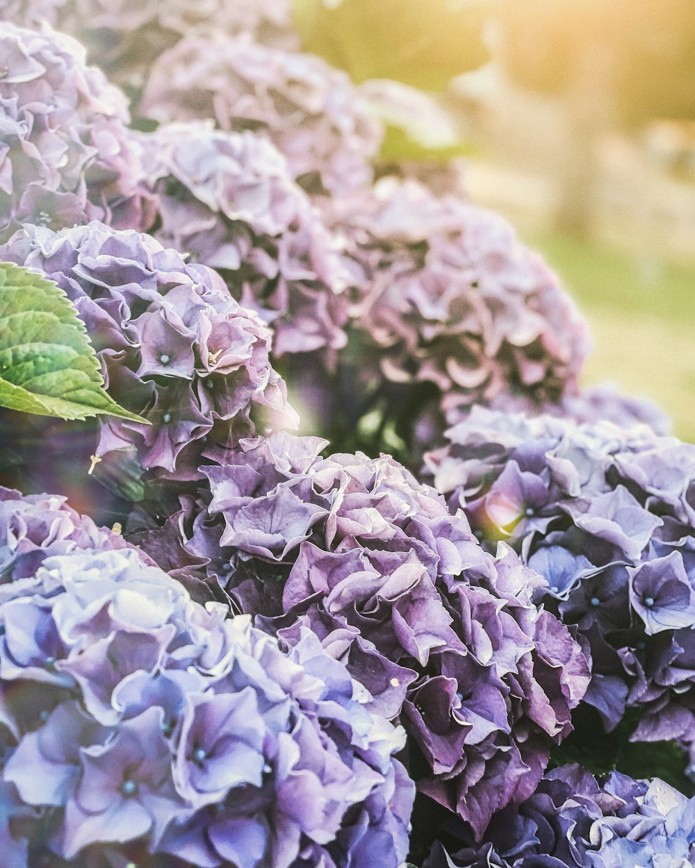 purple and white flower in close up photography