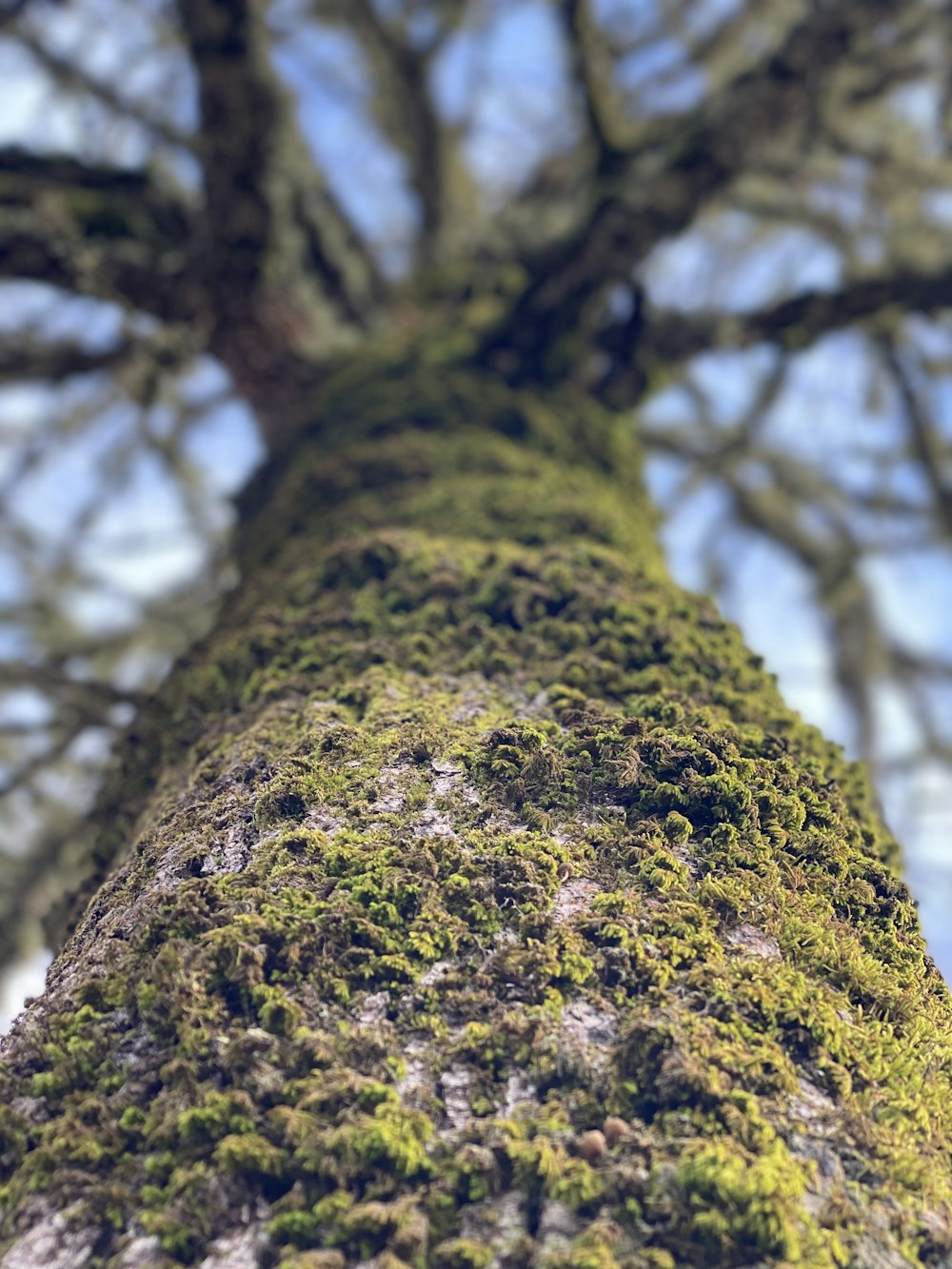 brown tree trunk with green moss