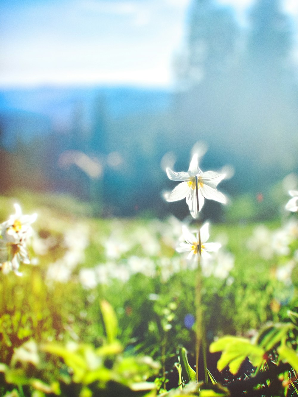 white flower with green leaves during daytime