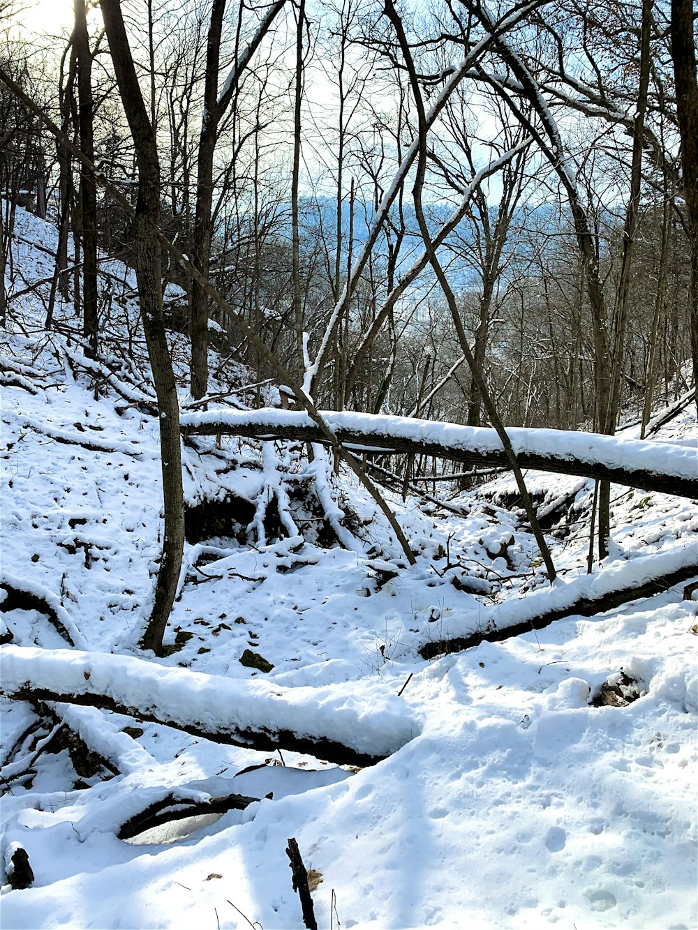 bare trees on snow covered ground during daytime