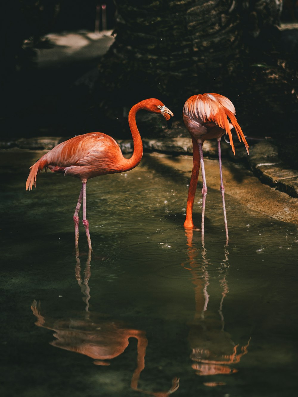 pink flamingo on water during daytime