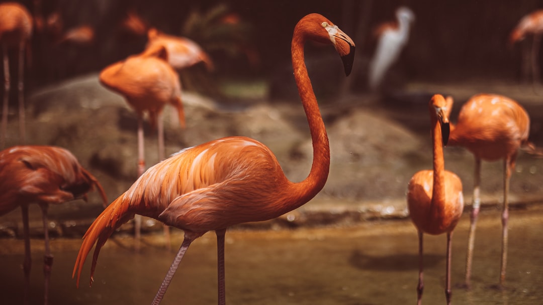 pink flamingo on body of water during daytime