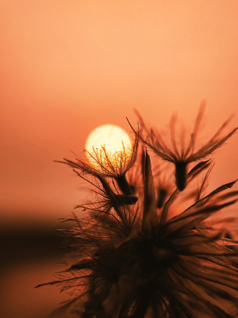 silhueta da grama durante o pôr do sol