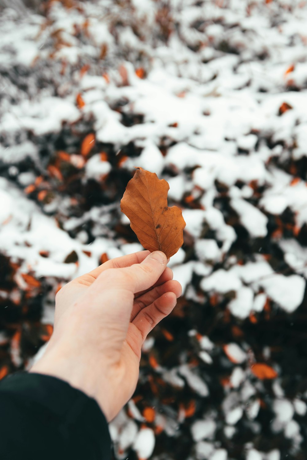 person holding brown dried leaf