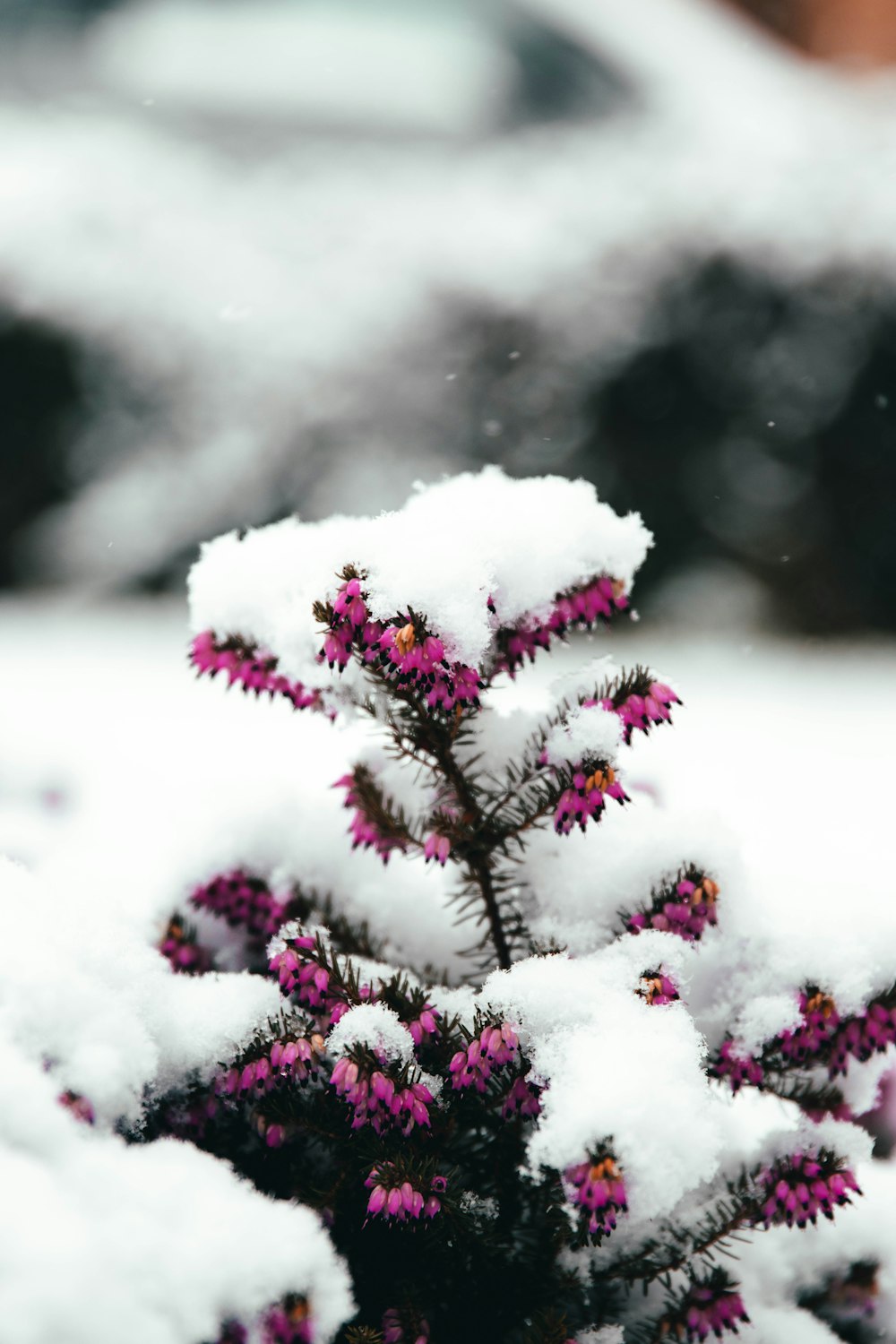 white snow on green plant