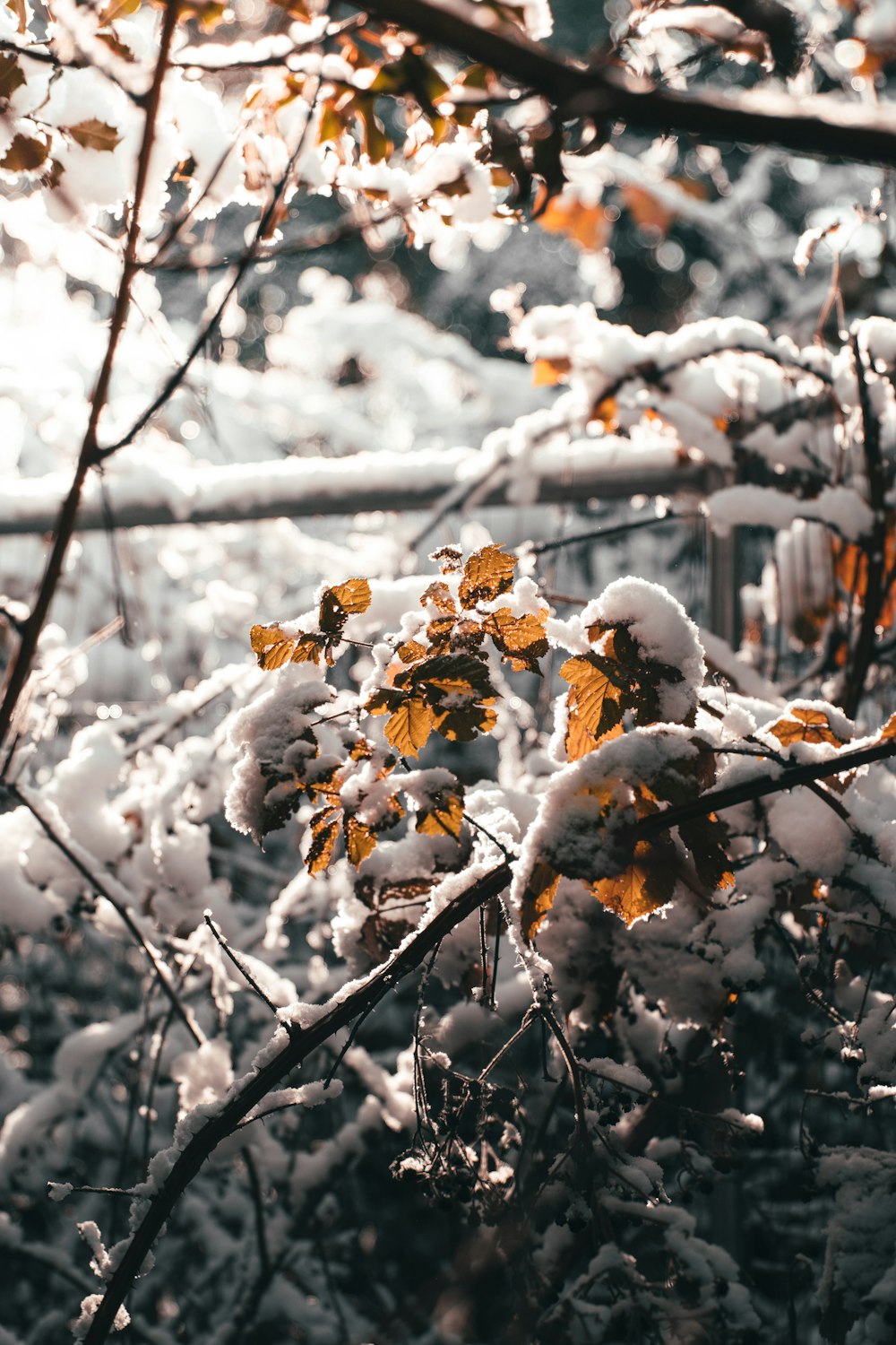 brown dried leaves on tree branches