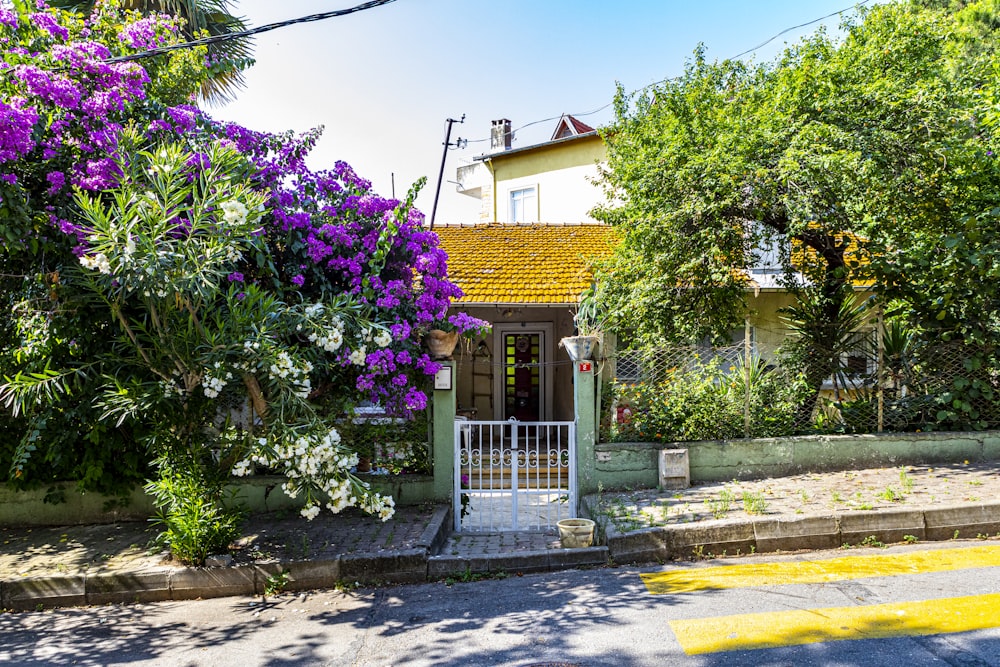 purple flowers near brown concrete house during daytime