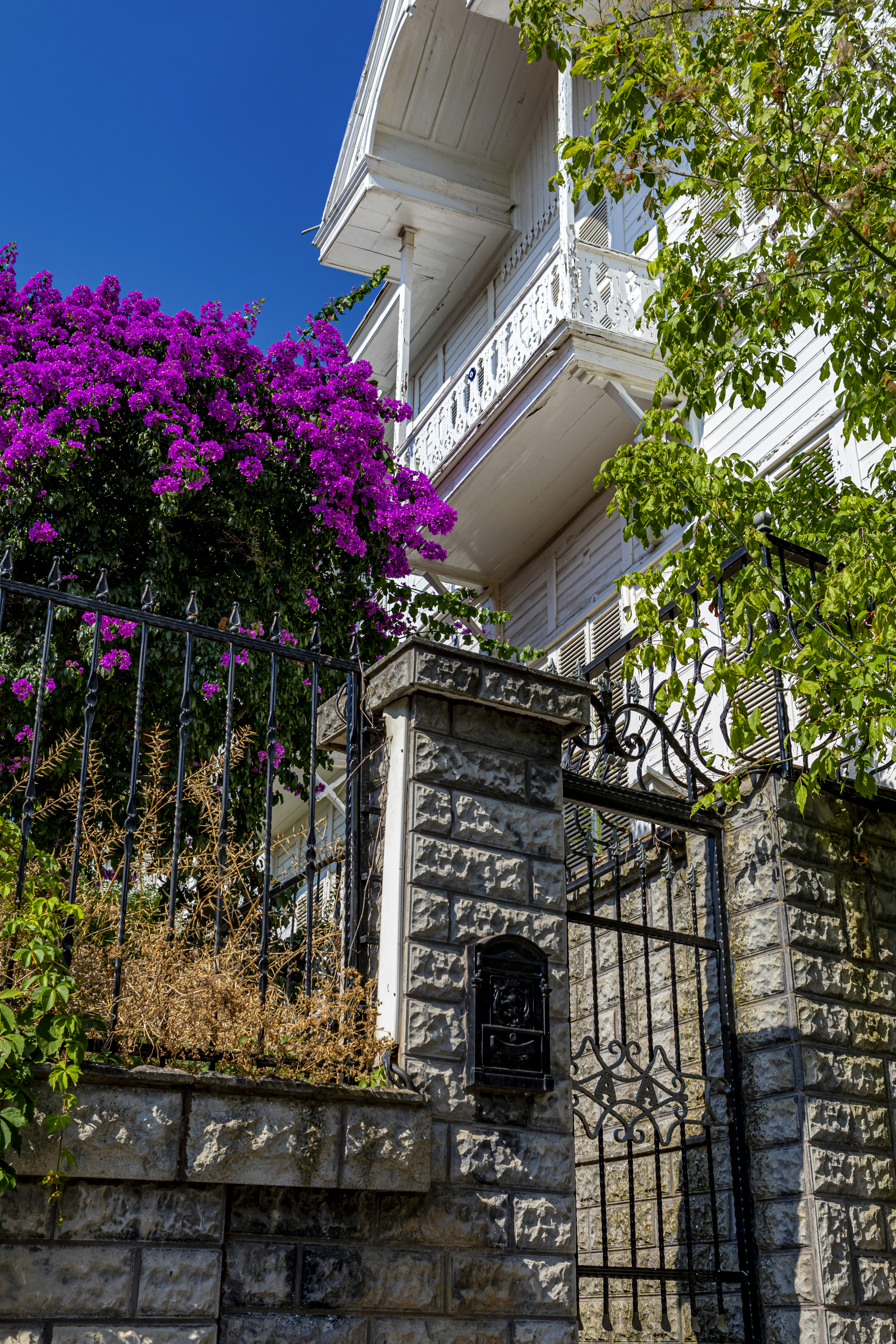 fiori viola su recinzione metallica nera