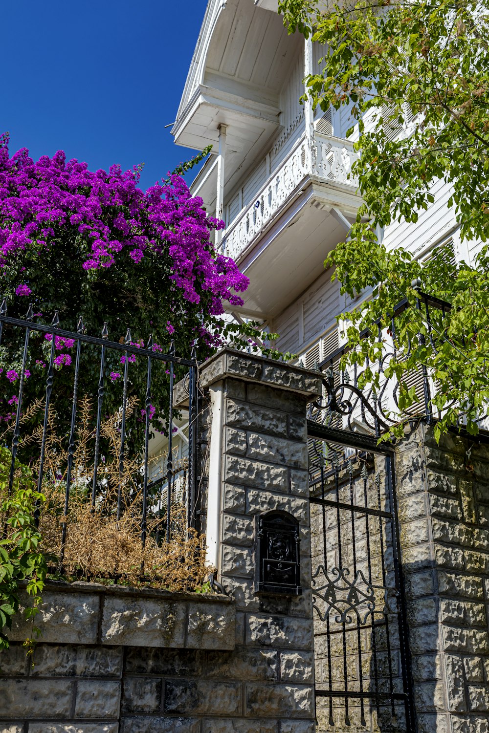 purple flowers on black metal fence