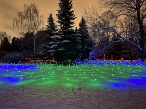 A beautifully lit winter landscape showcasing holiday lights on trees.