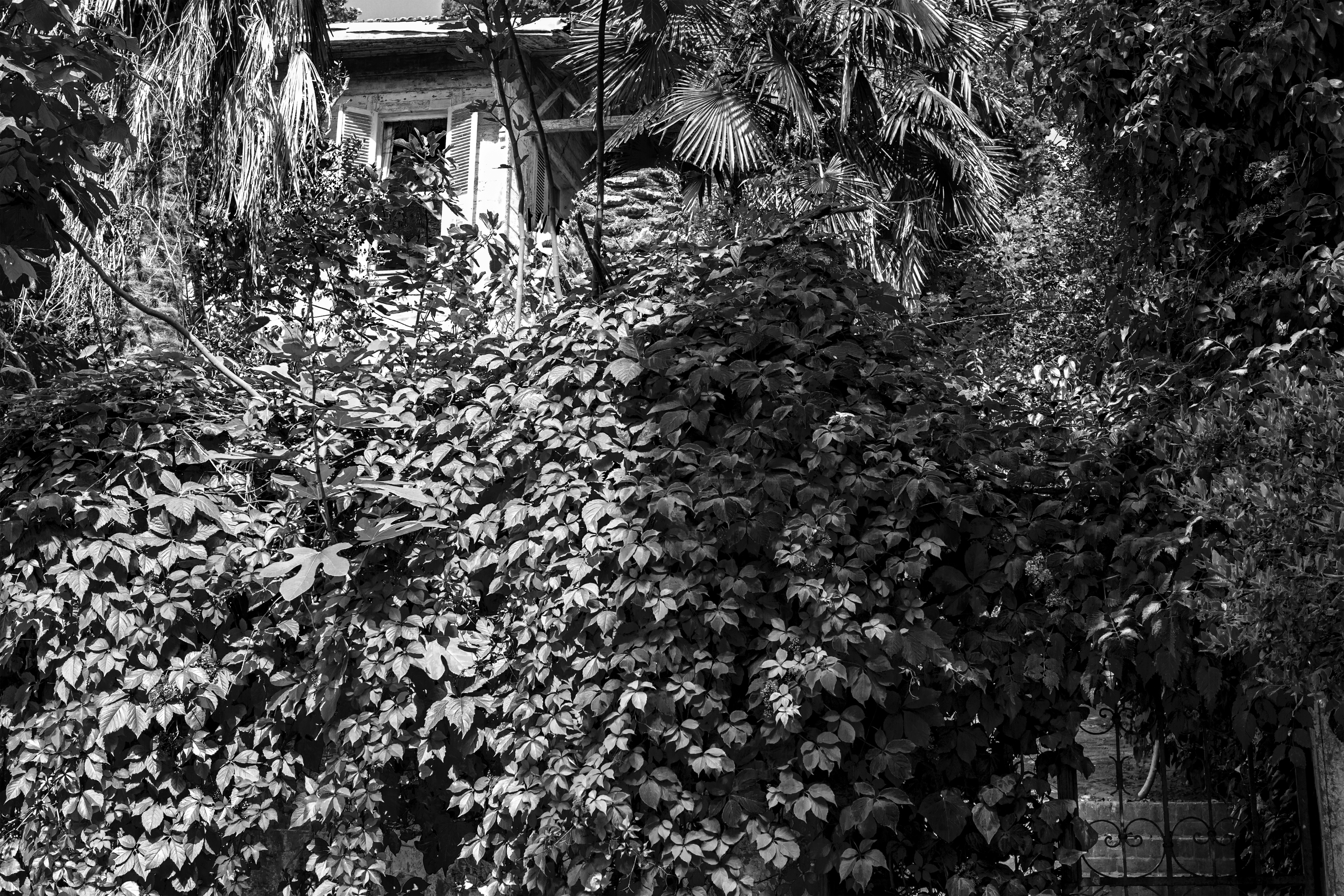grayscale photo of trees and plants