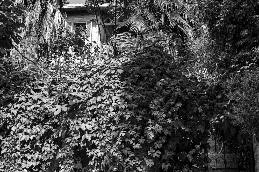 Foto en escala de grises de árboles y plantas