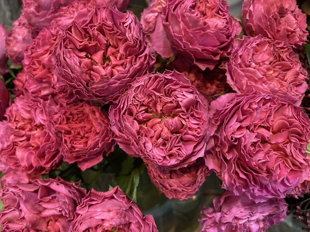 pink roses in close up photography