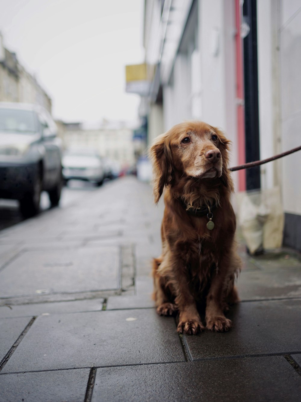 brown long coated dog on gray concrete floor