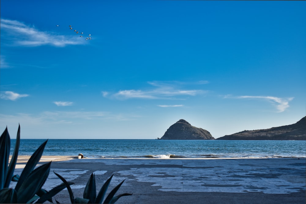 birds flying over the sea during daytime