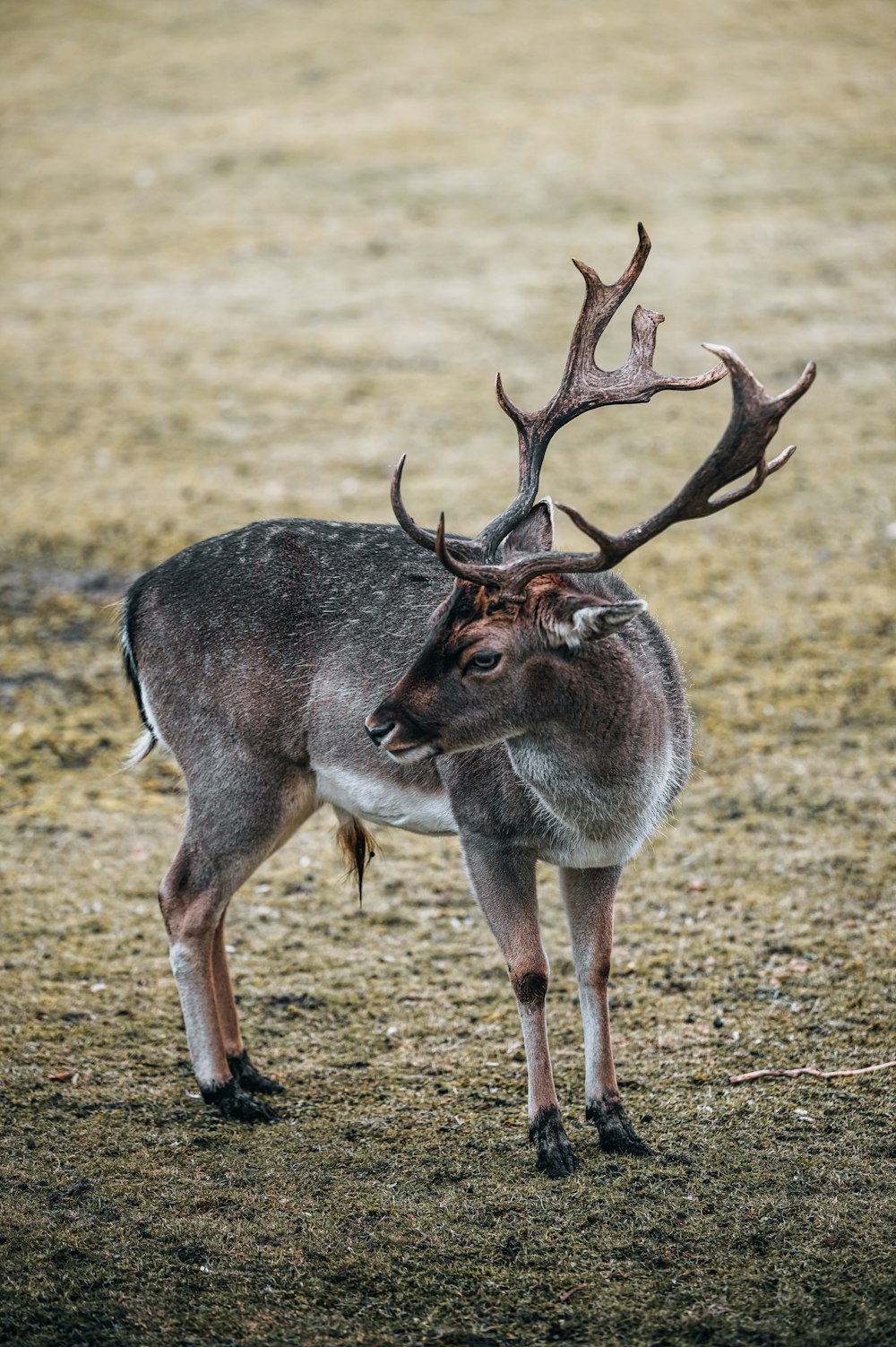 gray deer on brown grass field during daytime