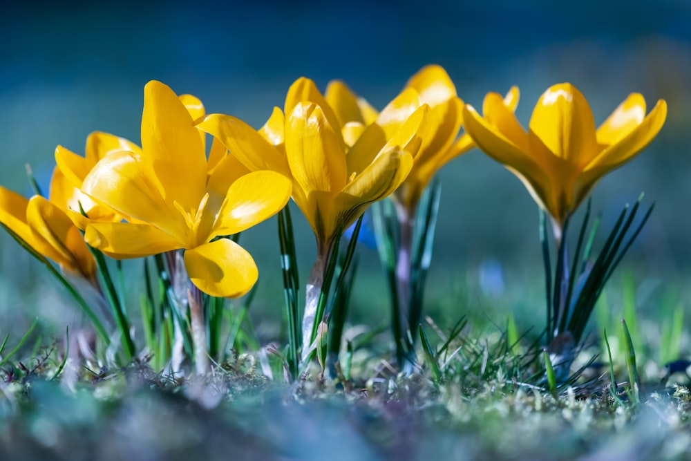 narcisos amarillos en flor durante el día