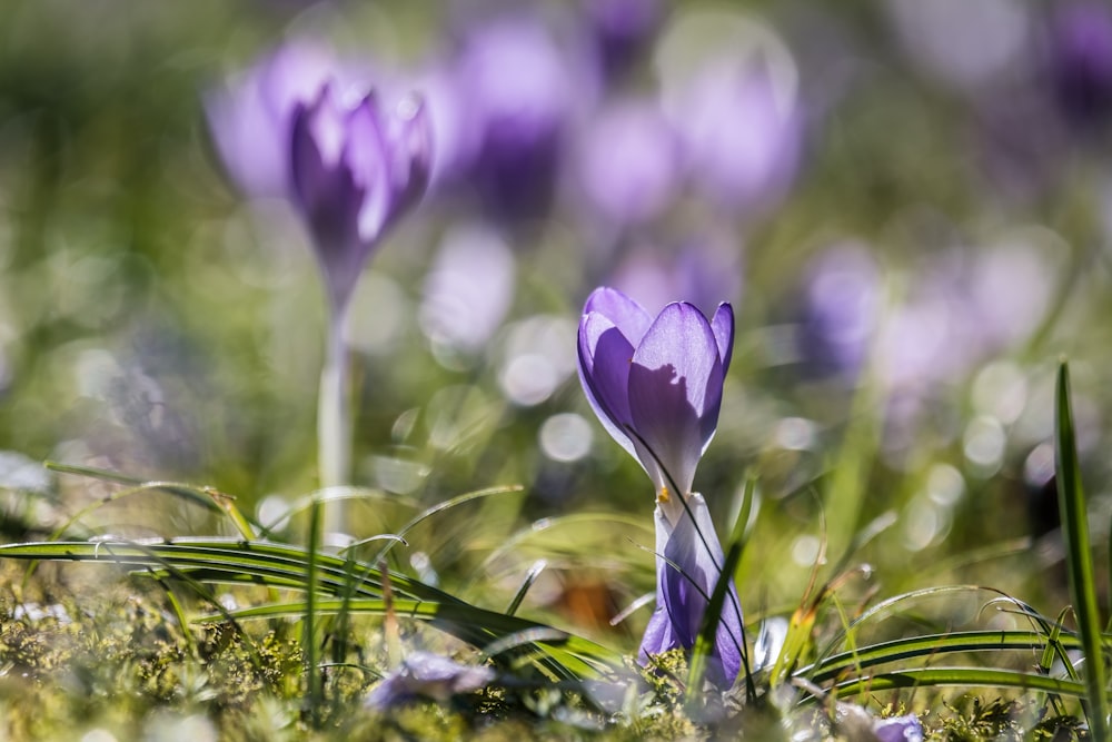 fleurs de crocus pourpre en fleurs pendant la journée