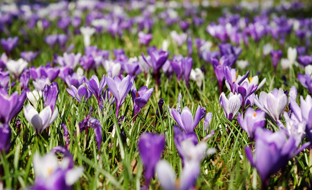 purple crocus flowers in bloom during daytime