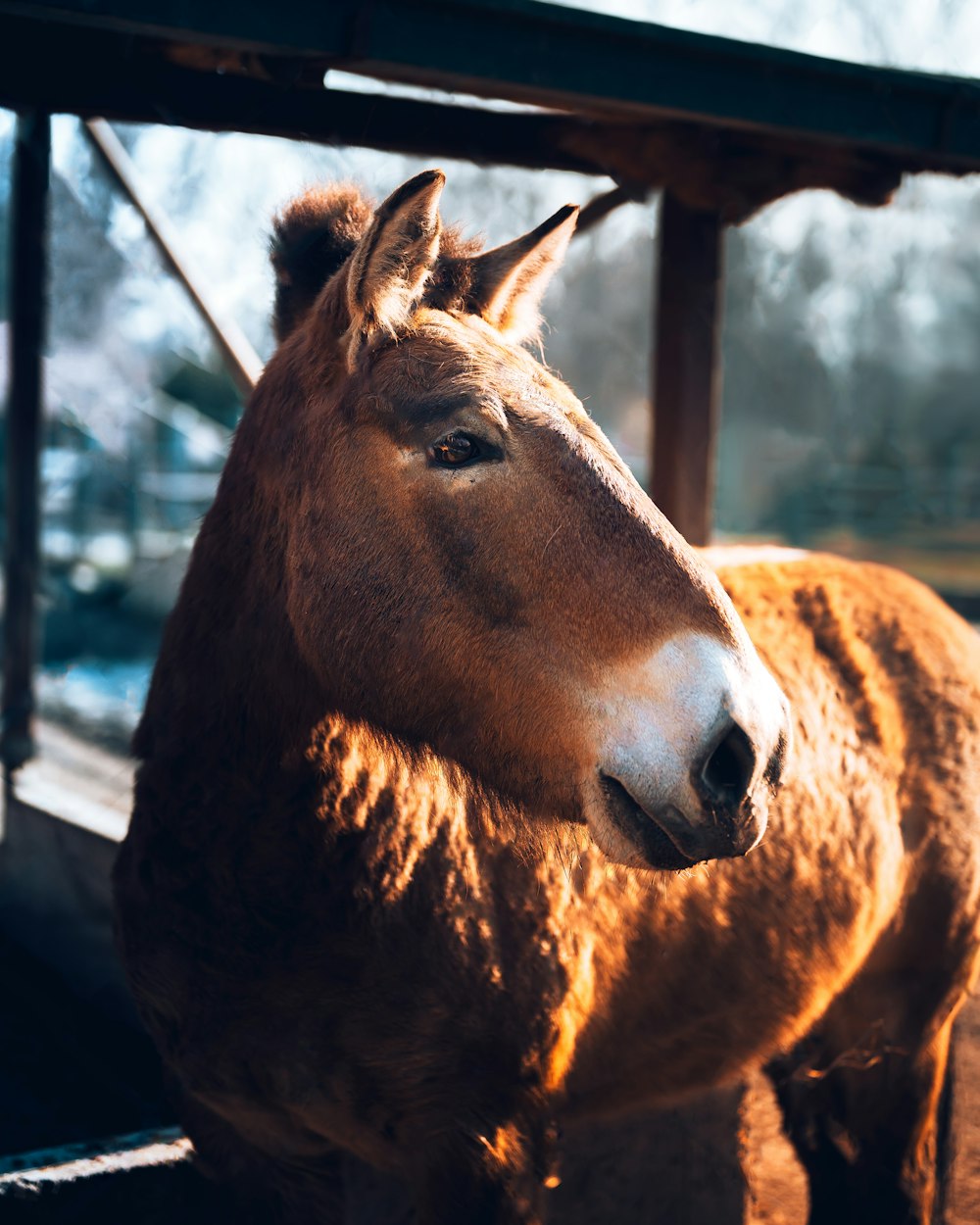 brown horse in front of black metal fence