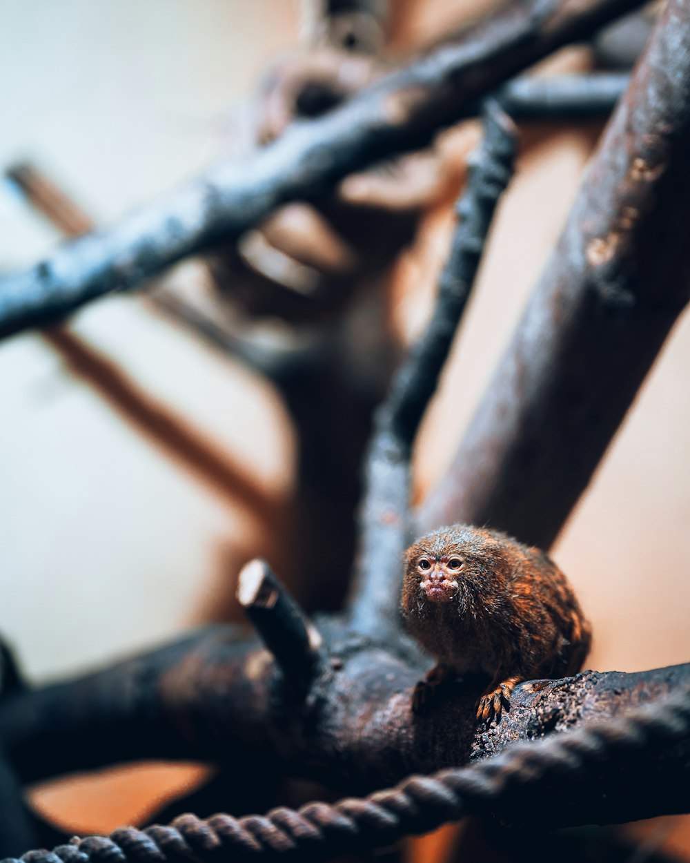 brown round fruit on brown wooden stick