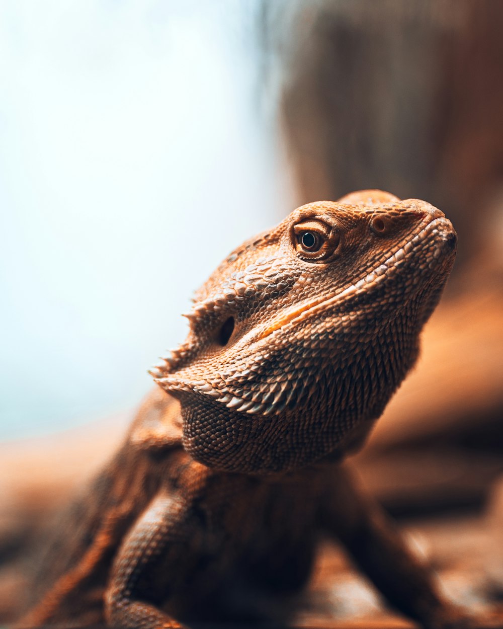 brown bearded dragon in tilt shift lens