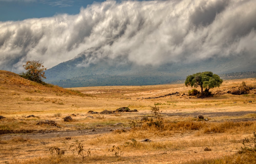 green grass field under white clouds during daytime