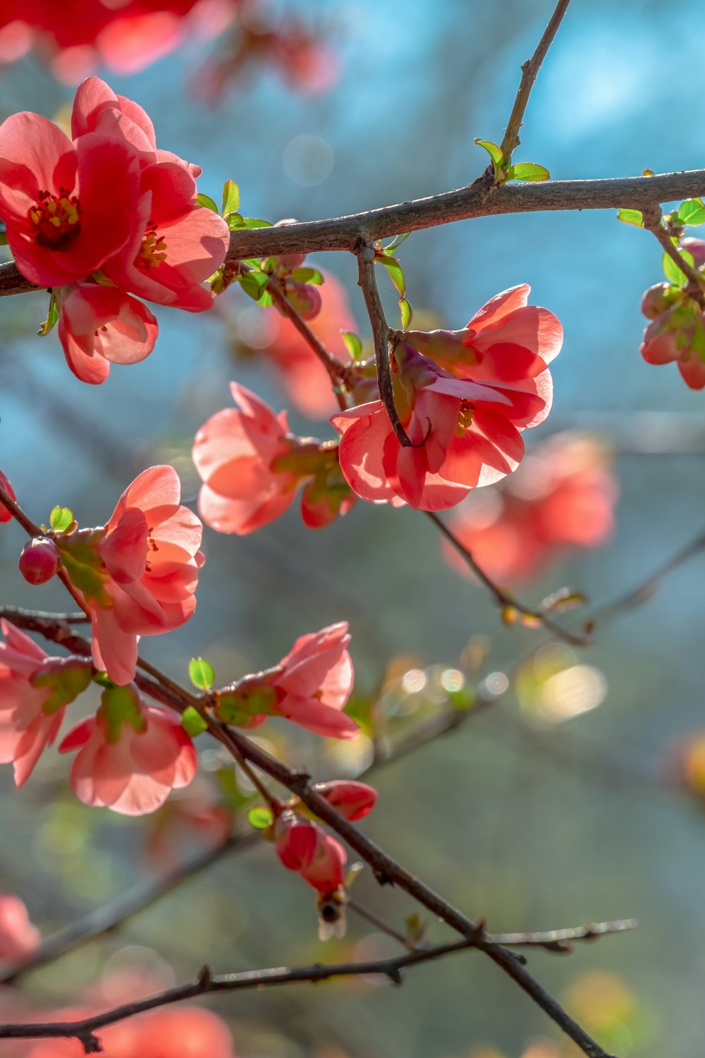 pink flowers on brown tree branch