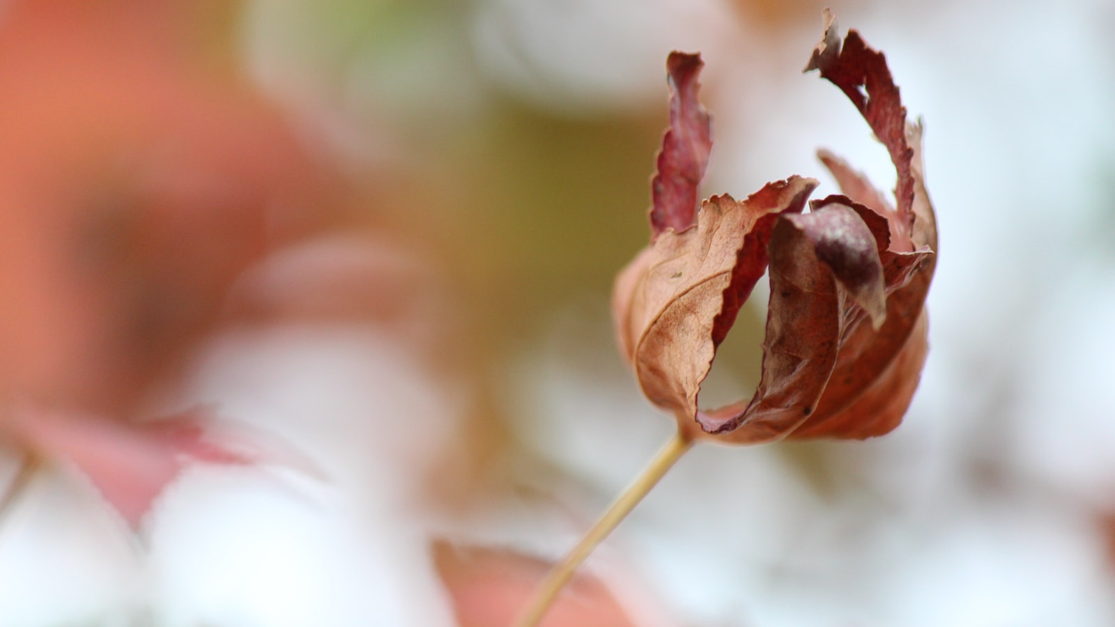 3. Nurturing a Serene Western Oasis: Choosing the Perfect Plants for Your West-Facing Landscape