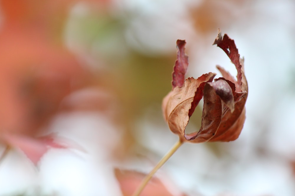 red and green leaf in close up photography