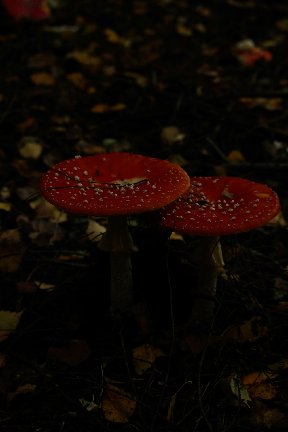 red and white mushroom in the middle of the woods