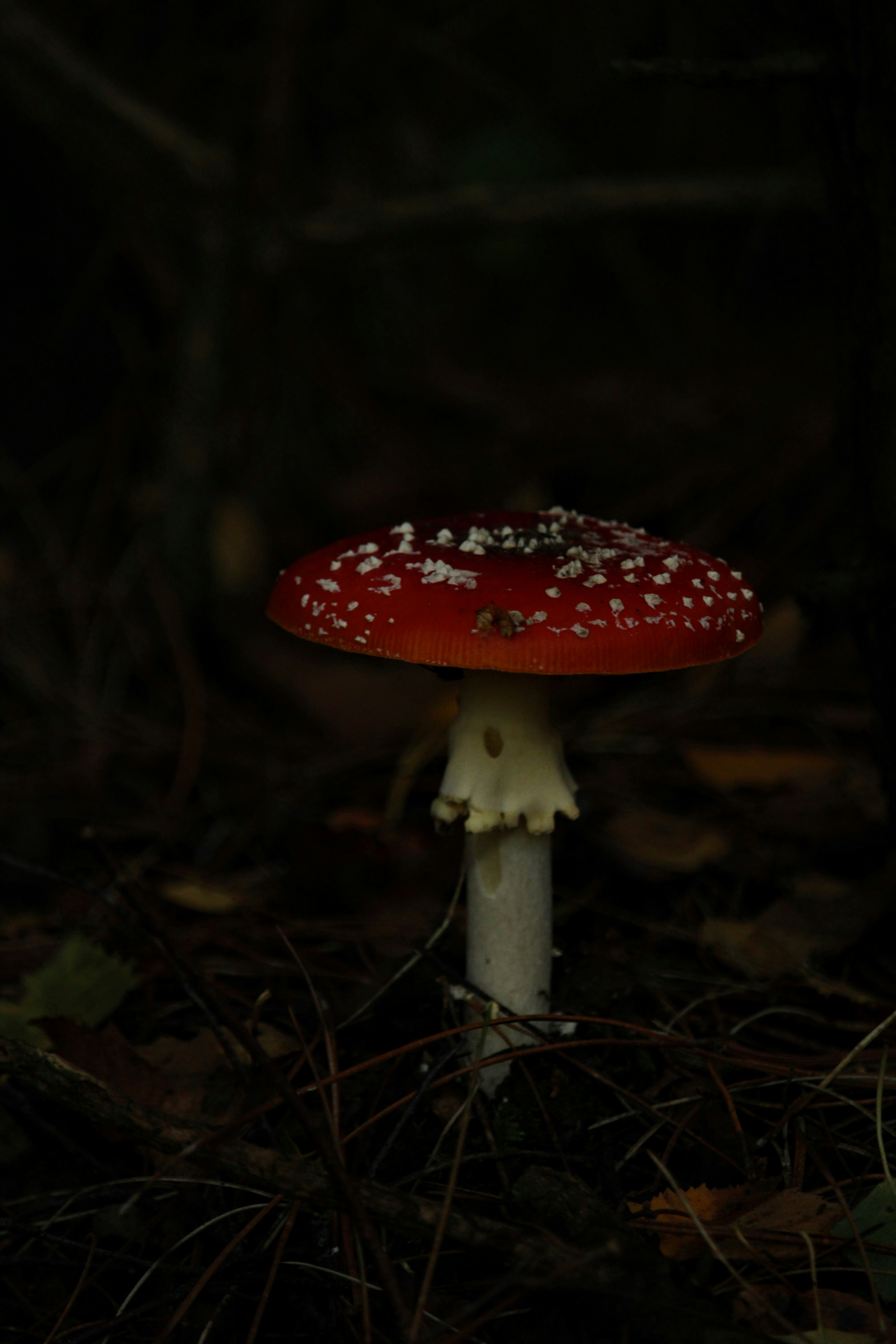 Photo by every_small_step_